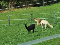 Tierische Coaches